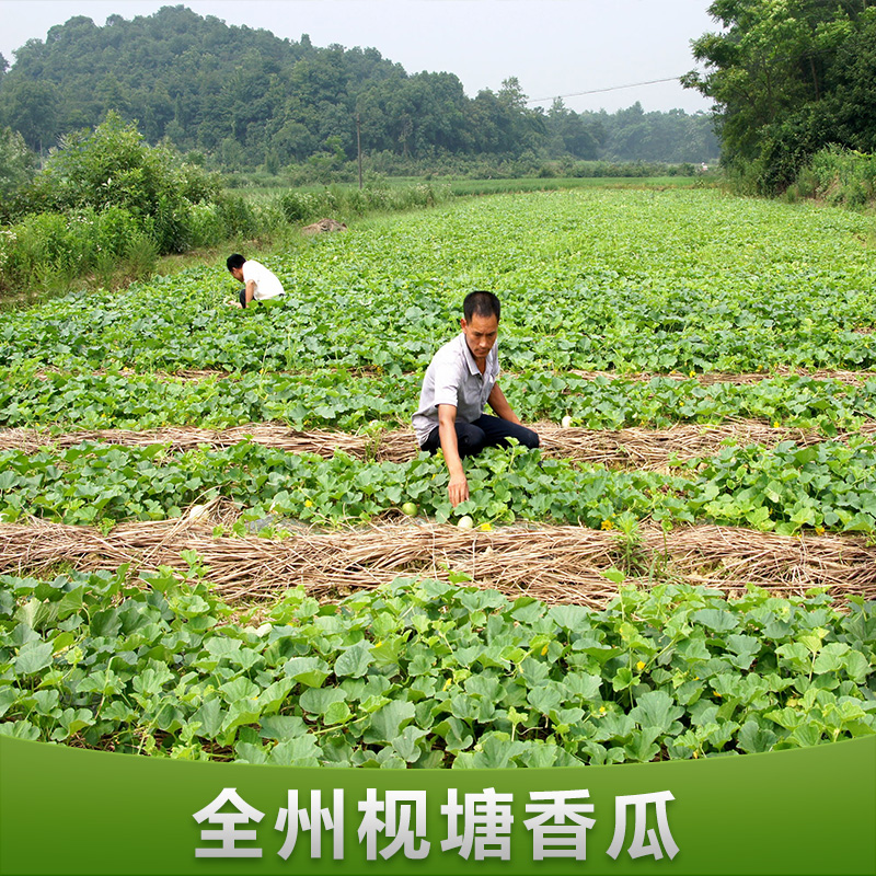 供应全州枧塘香瓜 香瓜果树供应商 种苗批发 香瓜种植基地图片