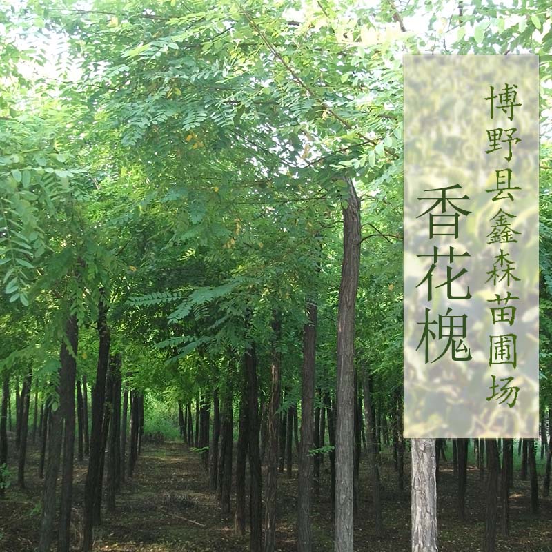 供应鑫森香花槐绿化景观苗木香花槐种子供应香花槐报价图片