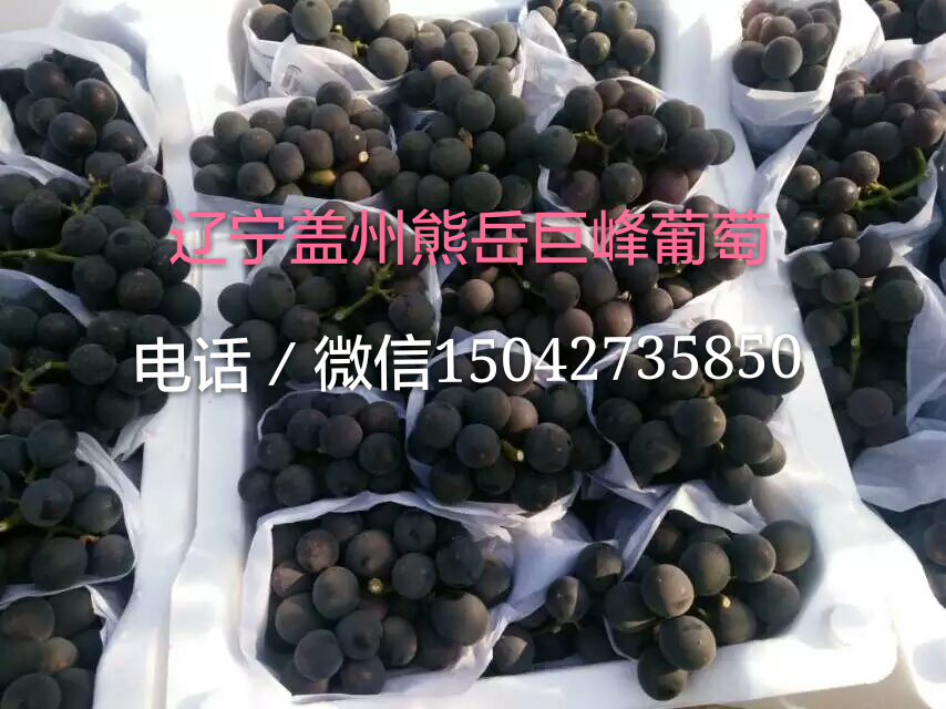 供应大量辽宁营口盖州熊岳巨峰葡萄价格