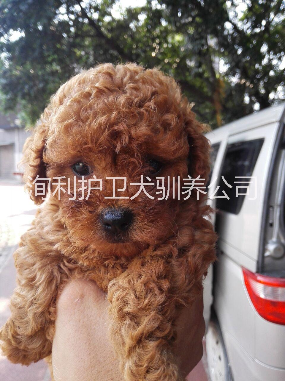 贵宾犬舍，灰色贵宾，灰色泰迪贵宾犬舍，灰色贵宾，灰色泰迪，广州泰迪