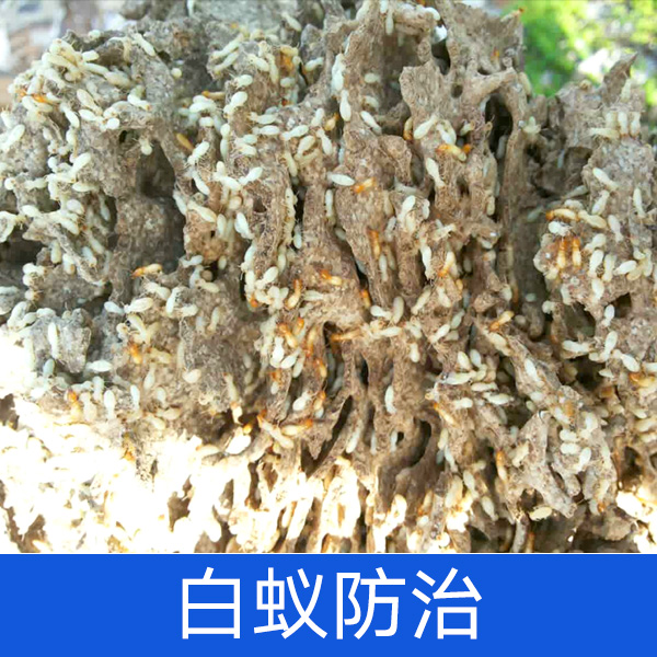 白蚁防治厂家供应白蚁防治厂家根除白蚁灭白蚁药 白蚁灵粉剂200克 装修防治白蚁防治药