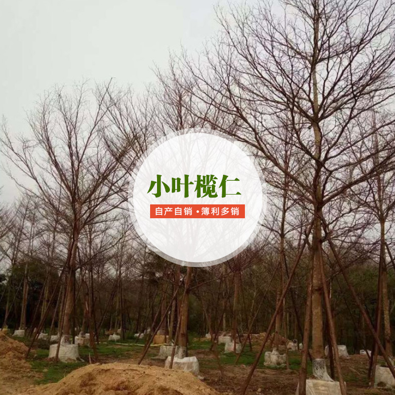 供应小叶榄仁供应商 小叶榄仁种植基地 小叶榄仁厂家直销图片