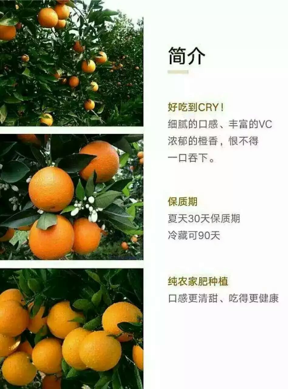 供应湖北夏橙/生产地/最优质的/图片/的营养价值图片