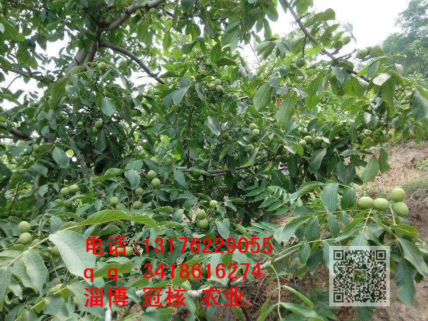 冠核一號核桃苗怎么樣？圖片/冠核一號核桃苗怎么樣？樣板圖 (2)