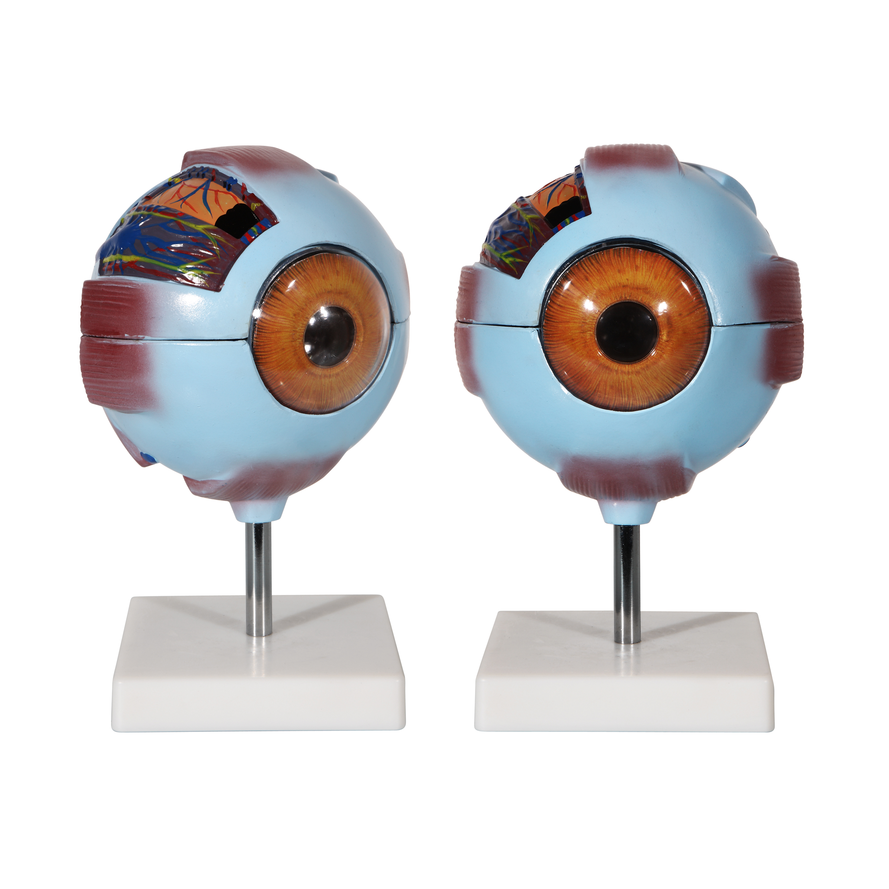 眼球?qū)Ｓ媚Ｐ蛨D片/眼球?qū)Ｓ媚Ｐ蜆影鍒D (1)