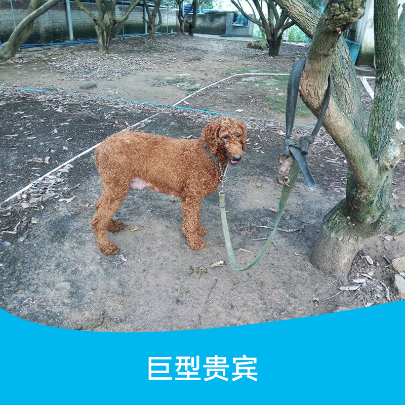 供应巨型贵宾 巨型贵宾犬 泰迪幼犬 贵宾泰迪成犬