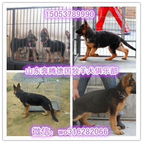 德国牧羊犬 黑背 狼狗 狼青犬图片