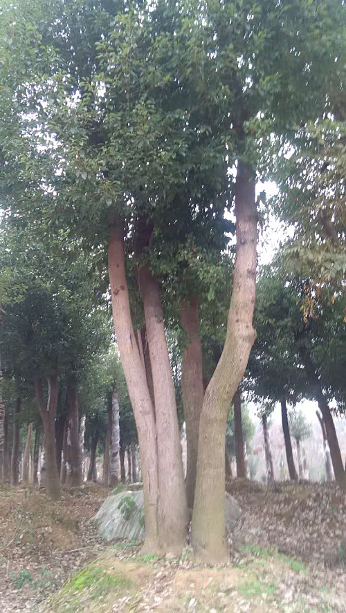 湖北红东园林大量供应湖北15 18公分原生香樟 荆州香樟