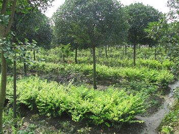 成都桂花树价格，成都桂花树小苗，成都桂花树盆栽，成都桂花树造型设计，成都桂花树藤蔓编制图片