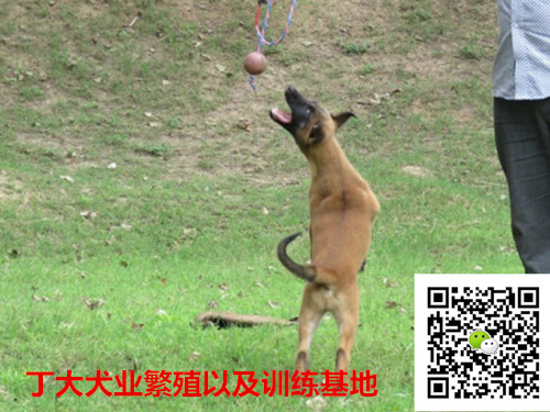 供应马犬图片与马犬养殖场