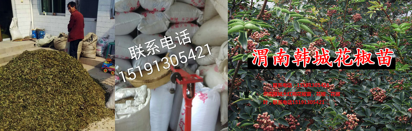 供应用于调味品|化妆品原料|食用品的陕西大红袍花椒苗，无刺，颗粒大，图片