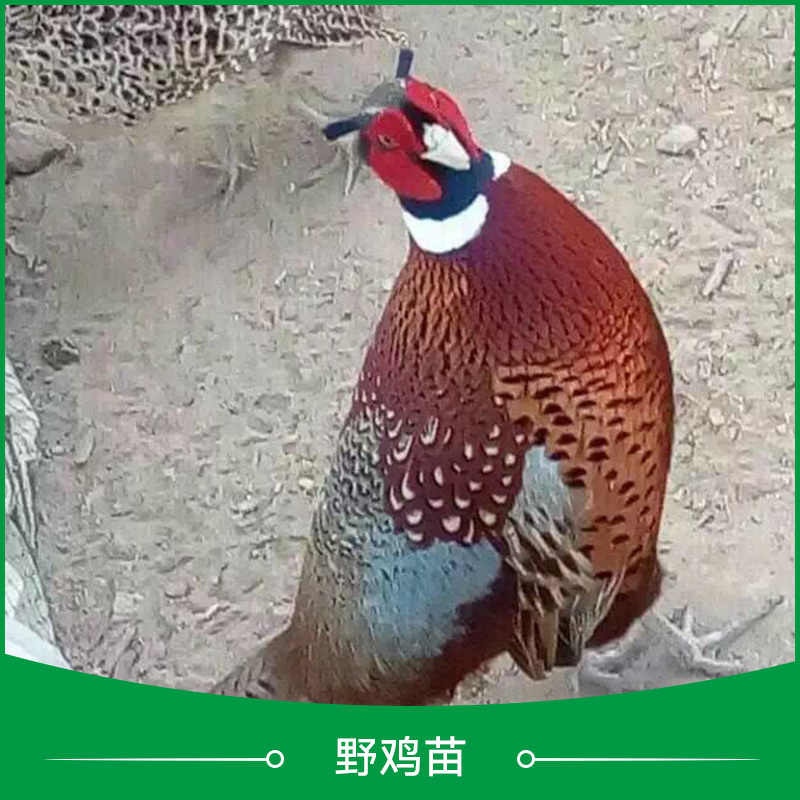 供應(yīng)*苗批發(fā) *苗價(jià)格 *苗廠家 *苗養(yǎng)殖場(chǎng) 江蘇*苗