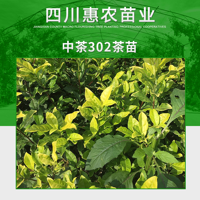 四川惠农苗业供应中茶302茶苗 中茶品种杂交早生种茶树苗木图片