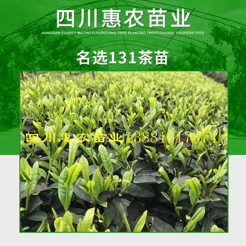 四川惠农苗业供应名选131茶苗 山白豪名选131茶树良种苗木图片