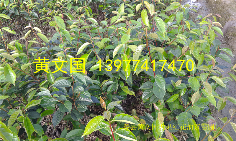 大果紅花油茶圖片/大果紅花油茶樣板圖 (2)