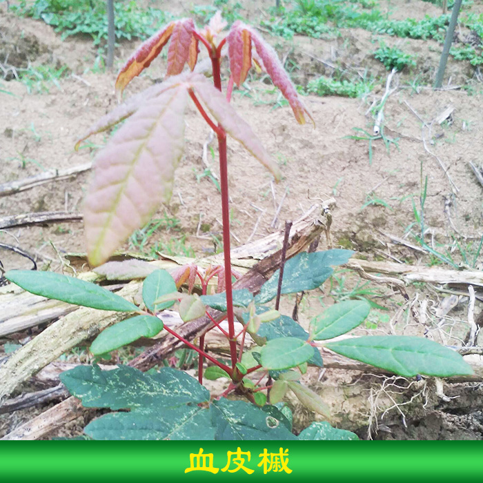 永顺芳龙花木种苗供应血皮槭种苗 景观树血皮槭苗木 庭园观赏树图片