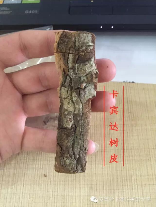 供应用于树皮的安哥拉卡宾达树皮