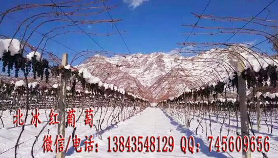 葡萄苗圖片/葡萄苗樣板圖 (2)