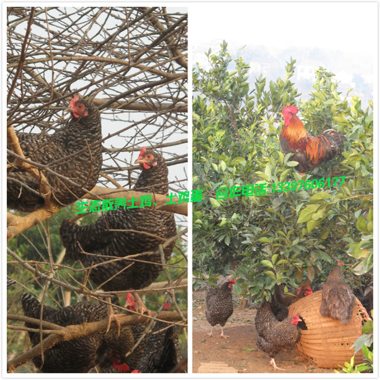 供应用于无的芦花鸡加盟，散养土鸡批发，土鸡蛋，土鸡蛋代理，芦花鸡蛋批发，芦花鸡蛋招商，芦花鸡蛋加盟，芦花鸡蛋代理图片