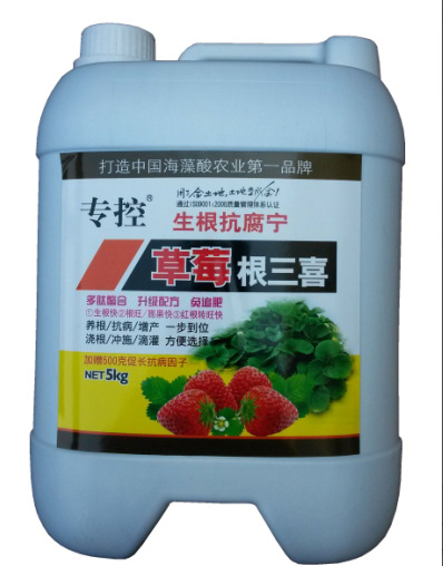 防治草莓紅中柱根腐病圖片/防治草莓紅中柱根腐病樣板圖 (3)