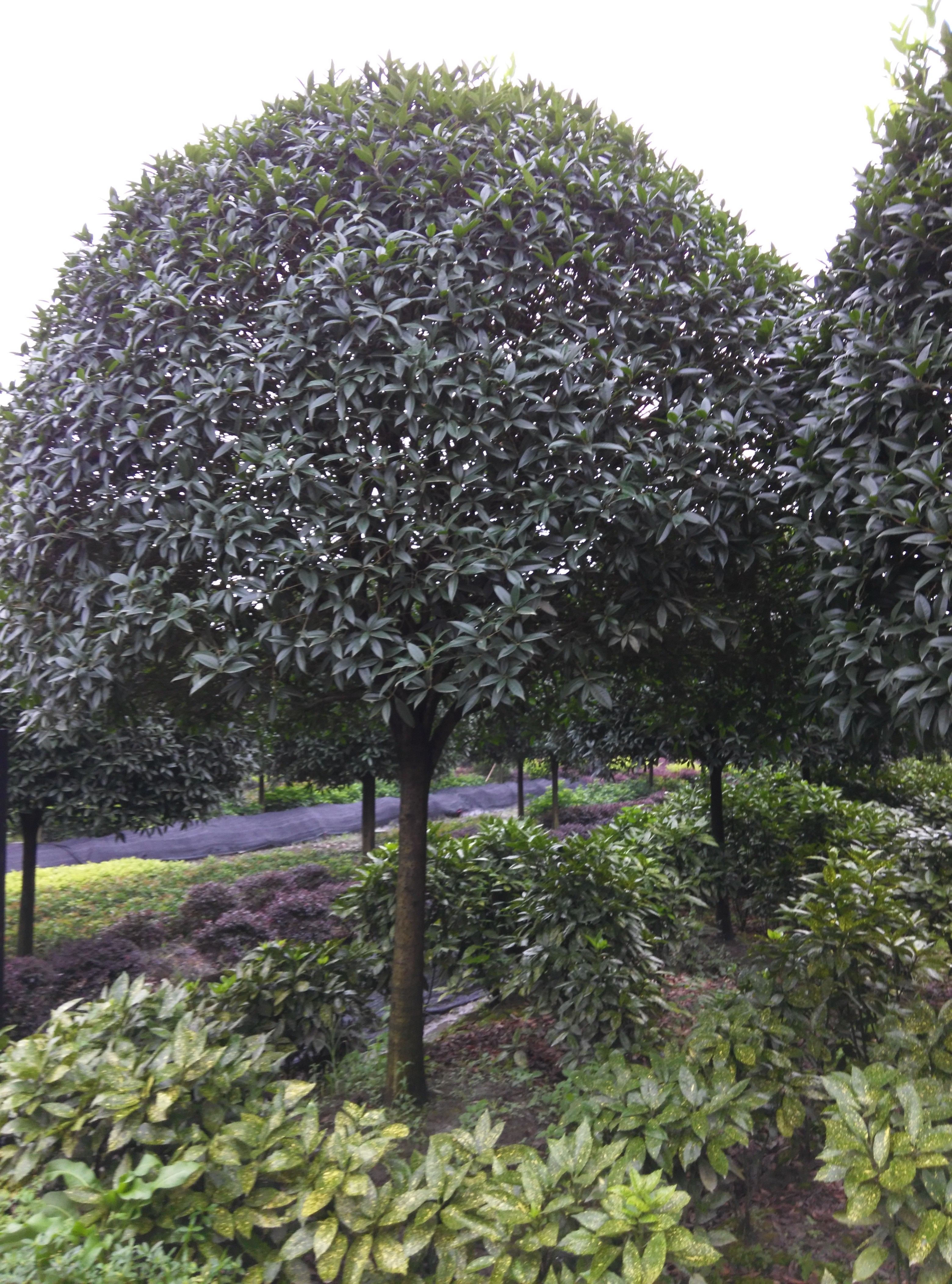 供应用于园林绿化的精品桂花,成都桂花基地批发价格图片