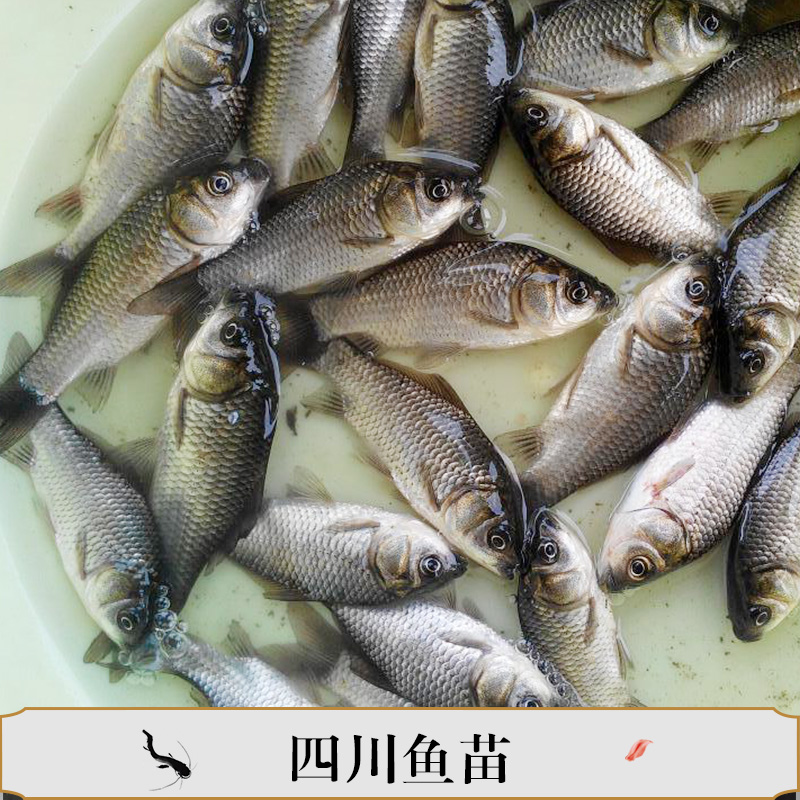 四川魚(yú)苗產(chǎn)品圖片