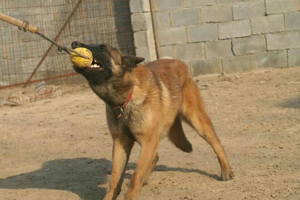 拉布拉多犬价格拉布拉多图片拉布拉多好养吗 拉布拉多价格图片