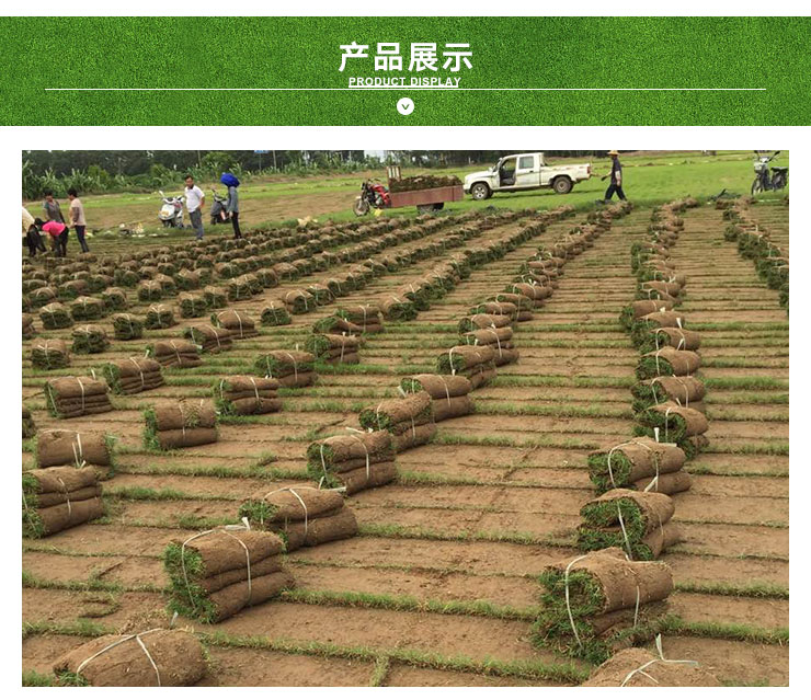 广东绿化草坪批发夏威夷草 海滨雀稗草皮 耐践踏绿化草坪 高尔夫球场用草 广东绿化草坪批发