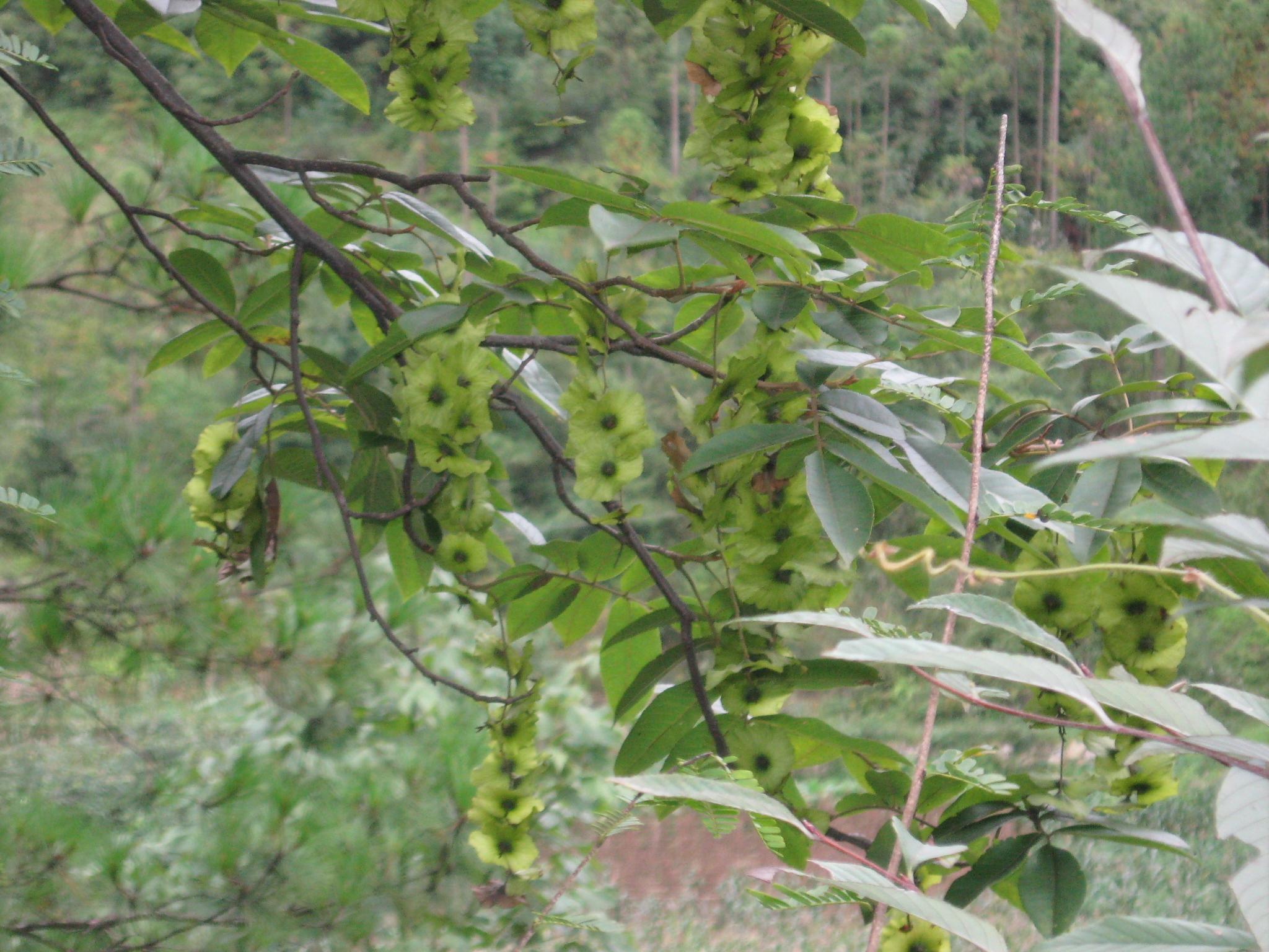 青錢柳種子圖片/青錢柳種子樣板圖 (2)