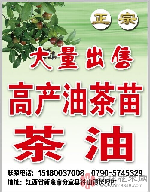 油茶苗油茶苗批发油茶树苗高产嫁接油茶苗-80cm高产嫁接油茶苗基地批发树苗良种苗木包邮图片