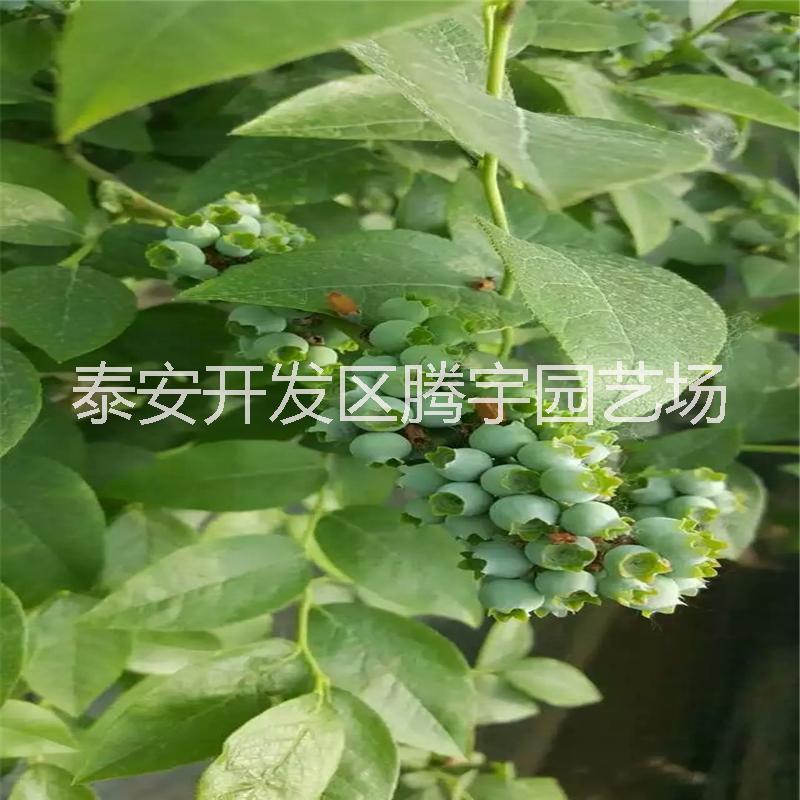 组培蓝莓苗图片