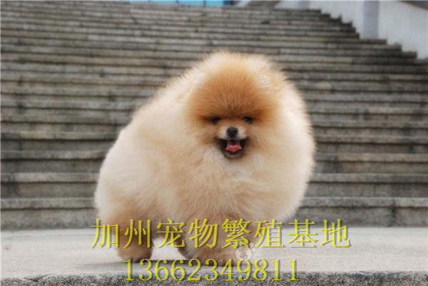 广州哪里有卖纯种博美犬广州博美图片