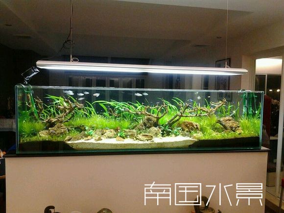 湖南长沙室内绿化、植物墙水草造景、雨林造景【南国水景】 湖南长沙室内绿化、植物墙水草造景图片