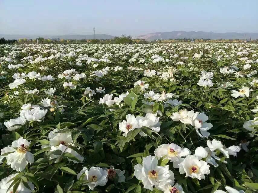 皖亳州市谯城区家家顺油用牡丹种植专业合作