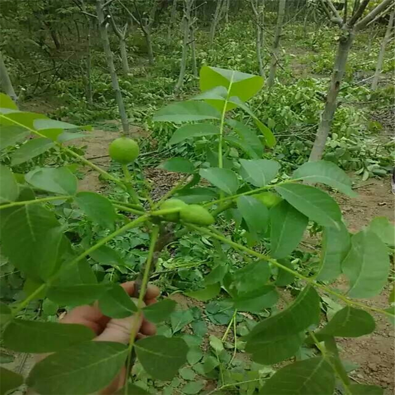 武汉核纸皮核桃苗批发价格 优质核桃苗多少钱一株图片