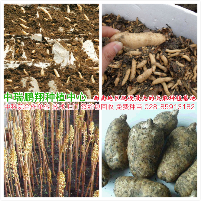 四川天麻种植基地种苗种子中瑞鹏翔成都分公司图片