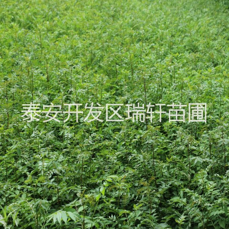 花椒苗 批发花椒苗 大红袍花椒苗