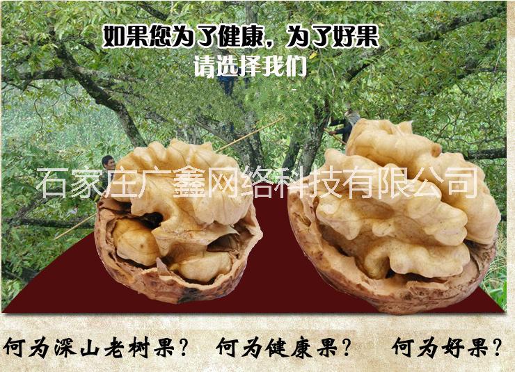 薄皮核桃招商代理、微商代理、核桃批发图片