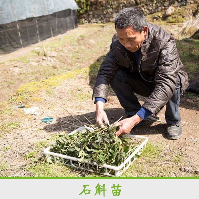 石斛苗 石斛种苗种植基地 铁皮石斛种苗 厂家专业种植石斛 野生石斛苗图片