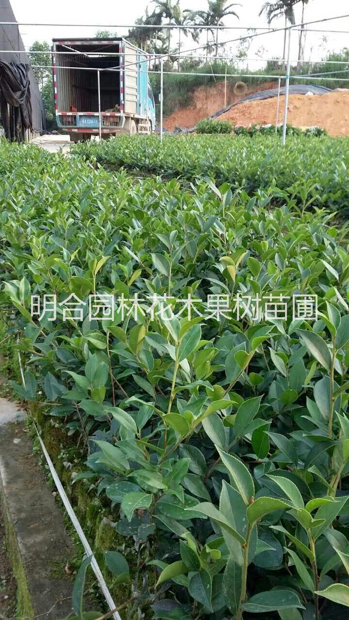 广西良种岑溪软油茶树苗广西良种岑溪软油茶树苗 高产油茶苗低价批发14797770819