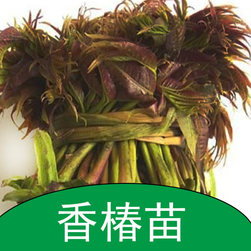 香椿苗圖片