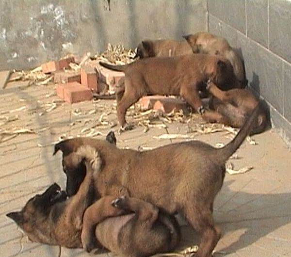 马犬小马犬出售红马犬工作犬马犬出售性格猛烈撕咬狠结构好图片