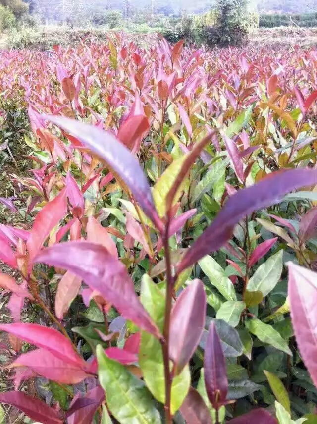 紫娟茶苗培育基地_出园价批发价格便宜【雅安市名山区超众苗木种植农民合作社】图片