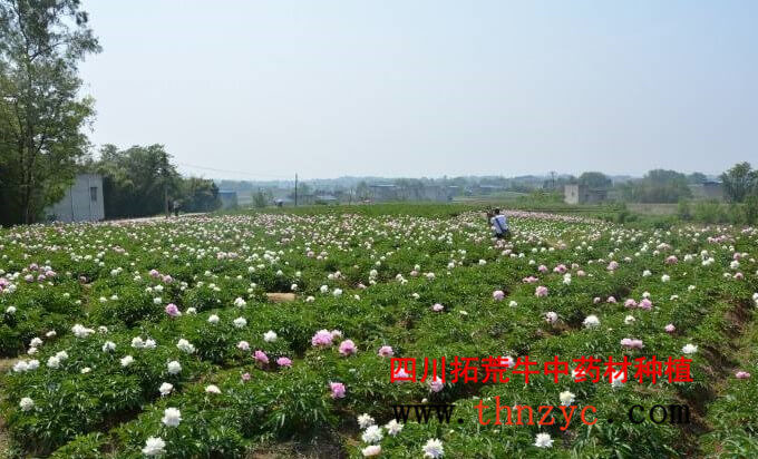 供应白芍种子、白芍块茎、赤芍块茎 供应芍药种子、白芍块茎、赤芍块茎