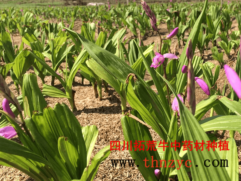 供应白芨块茎、白芨种苗、白芨种子图片