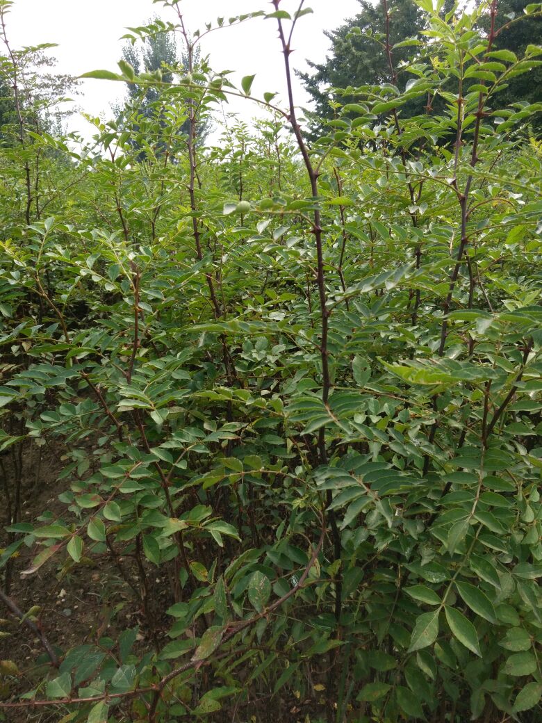 陕西花椒苗品种 大红袍花椒苗哪里有卖 无刺大红袍花椒苗价格图片