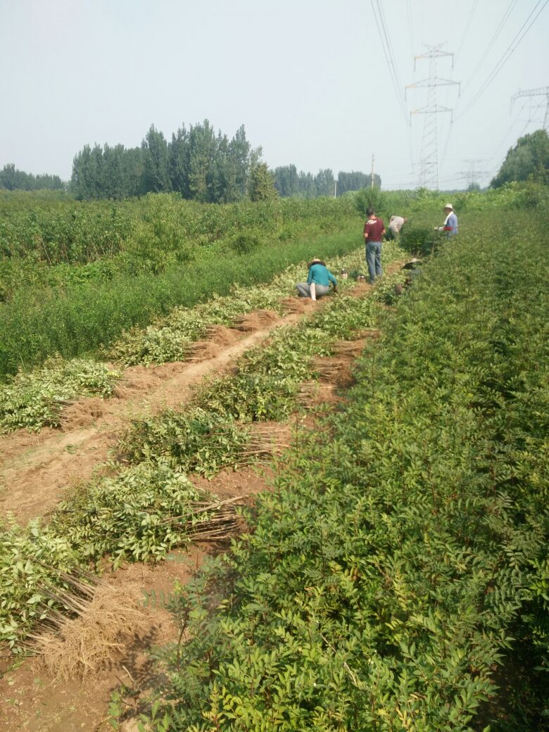 山东花椒苗批发基地 山东花椒苗批发 花椒苗批发价格图片