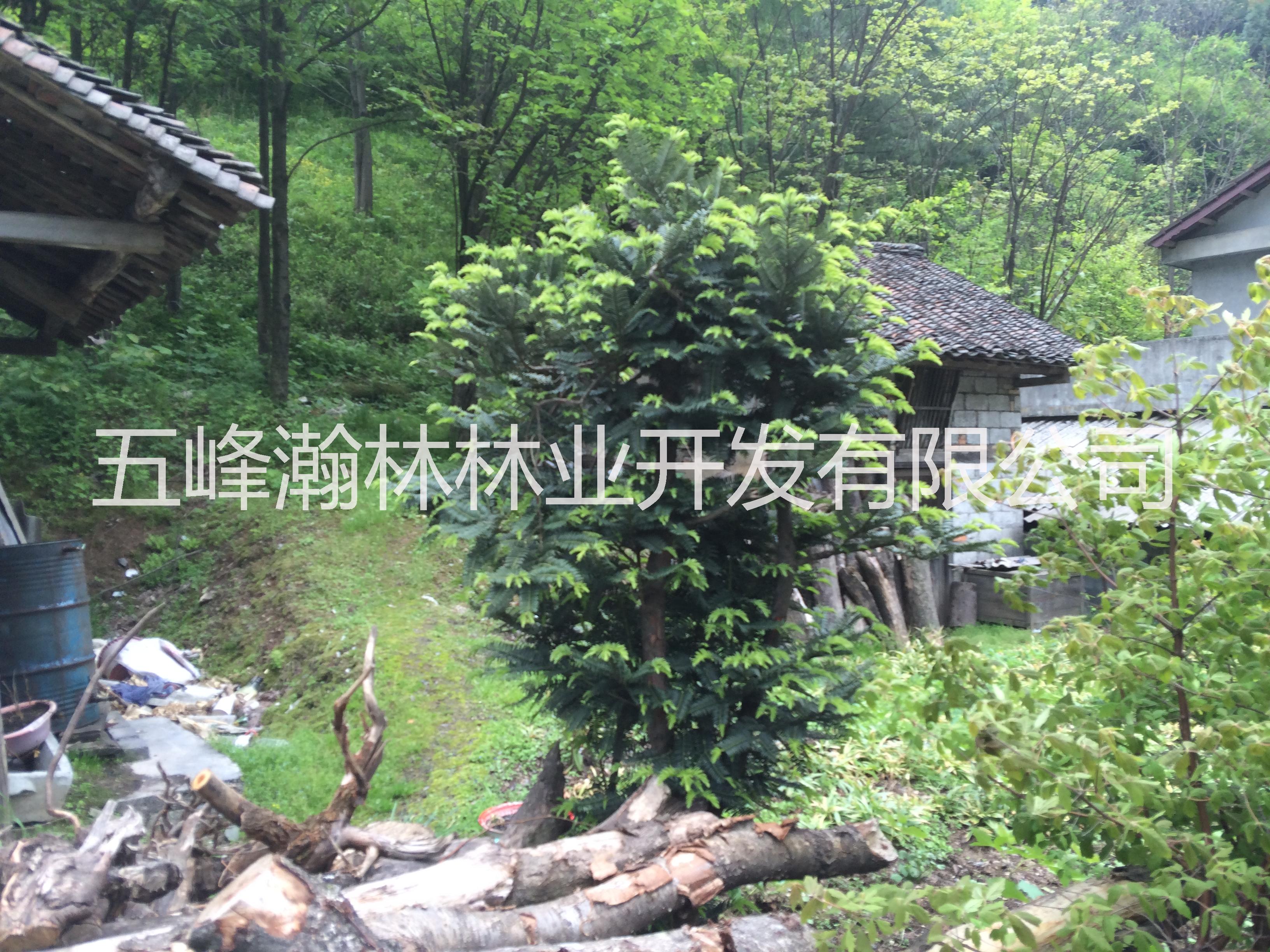 粗榧圖片/粗榧樣板圖 (4)