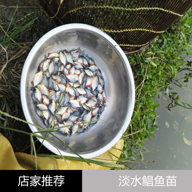 江门市淡水鲳鱼苗厂家淡水鲳鱼苗 淡水白鲳鱼苗批发 鲳鱼苗 鱼类养殖 鱼苗供应