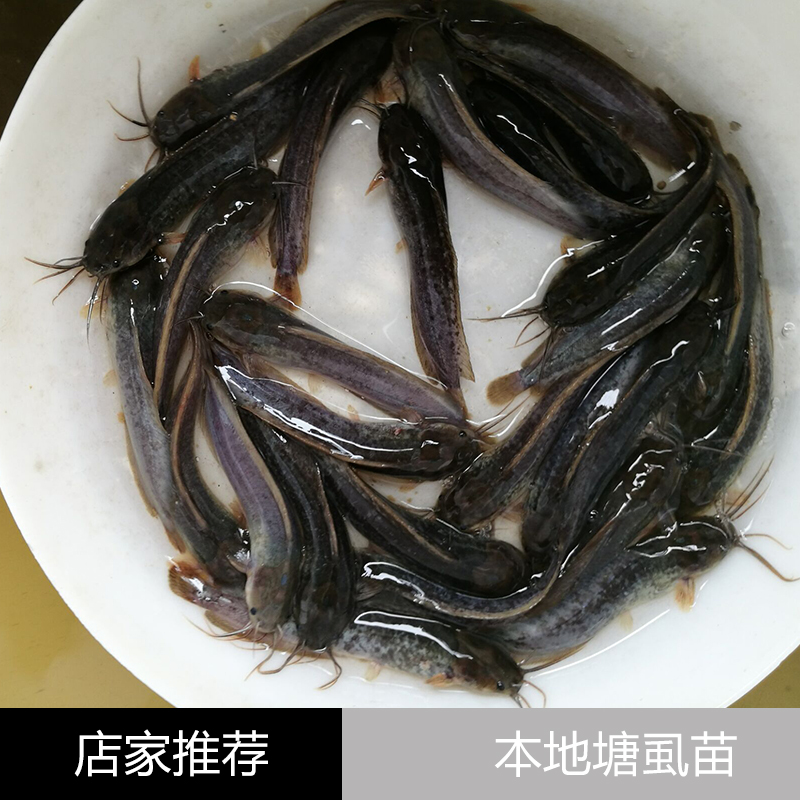 本地塘虱苗 塘角鱼苗 本地塘鲺鱼苗 胡子鲶鱼苗图片